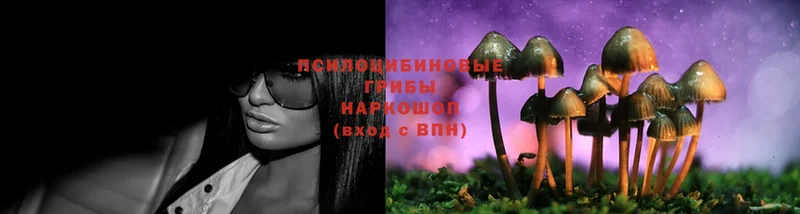 Галлюциногенные грибы Psilocybe  купить   hydra маркетплейс  маркетплейс официальный сайт  Воткинск 